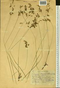 Anthoxanthum nitens (Weber) Y.Schouten & Veldkamp, Siberia, Altai & Sayany Mountains (S2) (Russia)