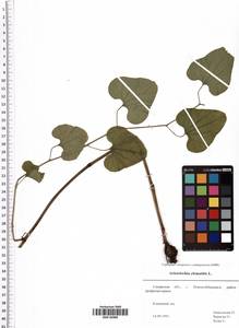 Aristolochia clematitis L., Eastern Europe, Middle Volga region (E8) (Russia)