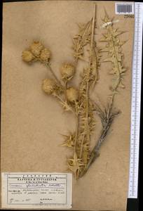 Cousinia glochidiata Kult., Middle Asia, Kopet Dag, Badkhyz, Small & Great Balkhan (M1) (Turkmenistan)