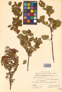 Spiraea ouensanensis H. Lév., Siberia, Russian Far East (S6) (Russia)