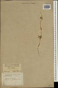 Petrosimonia brachiata (Pall.) Bunge, Caucasus, Azerbaijan (K6) (Azerbaijan)