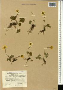 Ranunculus crassifolius (Rupr.) Grossh., Caucasus, South Ossetia (K4b) (South Ossetia)