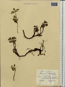 Salix reptans Rupr., Eastern Europe, Northern region (E1) (Russia)