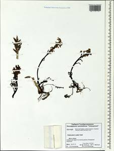 Pedicularis oederi Vahl, Siberia, Central Siberia (S3) (Russia)