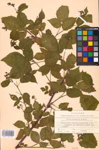 Rubus nessensis Hall, Eastern Europe, Moscow region (E4a) (Russia)