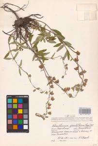 Helianthemum nummularium (L.) Mill., Eastern Europe, Middle Volga region (E8) (Russia)