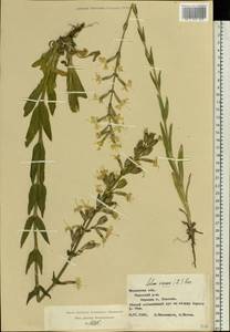 Silene viscosa (L.) Pers., Eastern Europe, Central region (E4) (Russia)