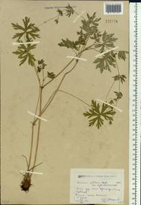 Geranium collinum Stephan ex Willd., Siberia, Western (Kazakhstan) Altai Mountains (S2a) (Kazakhstan)
