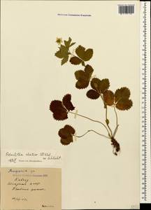 Potentilla elatior Willd. ex Schltdl., Caucasus, Abkhazia (K4a) (Abkhazia)
