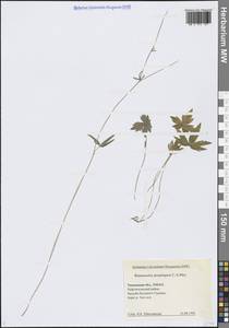Ranunculus propinquus C.A.Mey., Siberia, Western Siberia (S1) (Russia)
