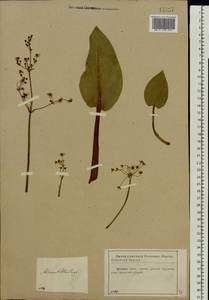 Alisma plantago-aquatica L., Eastern Europe, Central region (E4) (Russia)