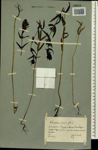 Rhinanthus minor subsp. minor, Siberia, Altai & Sayany Mountains (S2) (Russia)
