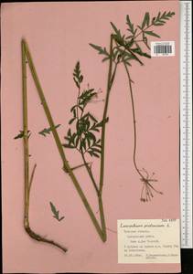 Silphiodaucus prutenicus subsp. prutenicus, Eastern Europe, Central region (E4) (Russia)