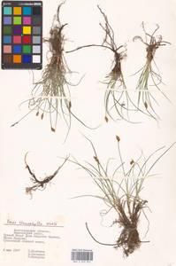 Carex stenophylla Wahlenb., Eastern Europe, Lower Volga region (E9) (Russia)