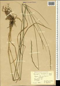 Thinopyrum intermedium subsp. intermedium, Crimea (KRYM) (Russia)