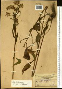 Aster tataricus L. fil., Siberia, Russian Far East (S6) (Russia)