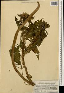Physochlaina orientalis (M. Bieb.) G. Don, Caucasus, Armenia (K5) (Armenia)