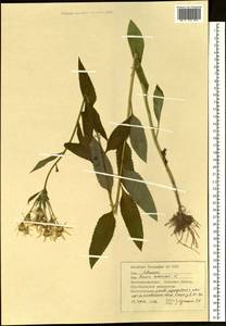 Senecio nemorensis L., Siberia, Western Siberia (S1) (Russia)