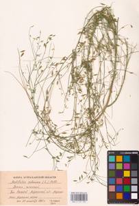 Melilotus polonicus (L.) Pall., Eastern Europe, Lower Volga region (E9) (Russia)