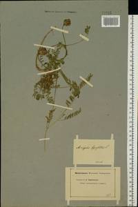 Astragalus danicus Retz., Eastern Europe, Eastern region (E10) (Russia)