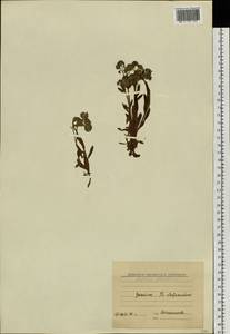 Myosotis alpestris F.W.Schmidt, Siberia, Chukotka & Kamchatka (S7) (Russia)