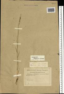 Cleistogenes serotina (L.) Keng, Eastern Europe, Lower Volga region (E9) (Russia)