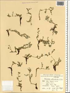 Sibbaldianthe imbricata (Kar. & Kir.) Mosyakin & Shiyan, Mongolia (MONG) (Mongolia)