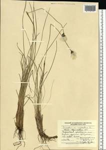 Eriophorum vaginatum L., Eastern Europe, West Ukrainian region (E13) (Ukraine)