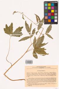 Cardamine bulbifera (L.) Crantz, Eastern Europe, North Ukrainian region (E11) (Ukraine)