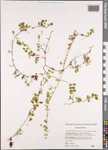 Linnaea borealis L., Siberia, Russian Far East (S6) (Russia)