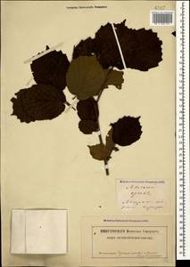 Corylus avellana L., Caucasus, Georgia (K4) (Georgia)