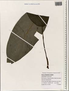 Tacca chantrieri André, South Asia, South Asia (Asia outside ex-Soviet states and Mongolia) (ASIA) (Vietnam)