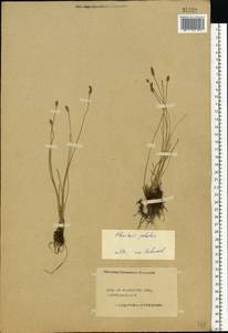 Eleocharis palustris (L.) Roem. & Schult., Eastern Europe, Central forest region (E5) (Russia)