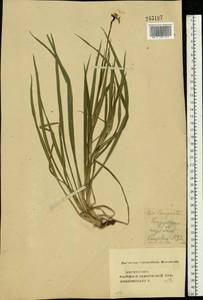 Tragopogon dubius Scop., Eastern Europe, Central forest-and-steppe region (E6) (Russia)