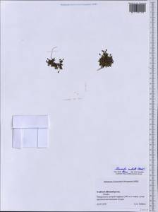 Sabulina rubella (Wahlenb.) Dillenb. & Kadereit, Western Europe (EUR) (Svalbard and Jan Mayen)