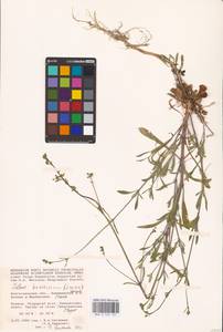 Silene baschkirorum Janisch., Eastern Europe, Lower Volga region (E9) (Russia)