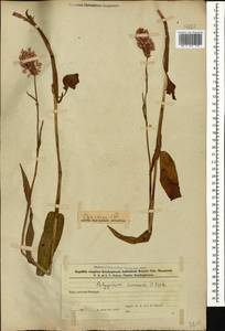 Bistorta carnea (K. Koch) Kom., Caucasus, Azerbaijan (K6) (Azerbaijan)