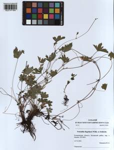 Potentilla flagellaris Willd. ex Schltdl., Siberia, Altai & Sayany Mountains (S2) (Russia)