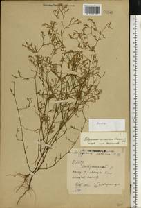 Polygonum arenarium Waldst. & Kit., Eastern Europe, Eastern region (E10) (Russia)