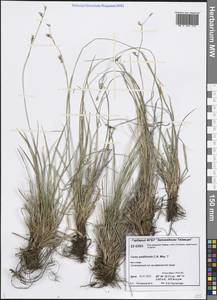 Carex pediformis C.A.Mey., Siberia, Central Siberia (S3) (Russia)