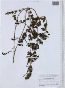 Galium humifusum M.Bieb., Eastern Europe, Middle Volga region (E8) (Russia)