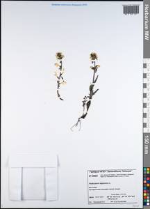 Pedicularis lapponica L., Siberia, Central Siberia (S3) (Russia)