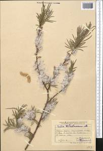 Salix wilhelmsiana M. Bieb., Middle Asia, Dzungarian Alatau & Tarbagatai (M5) (Kazakhstan)