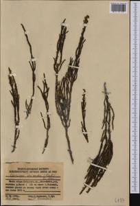 Cassiope ericoides (Pall.) D. Don, Siberia, Russian Far East (S6) (Russia)