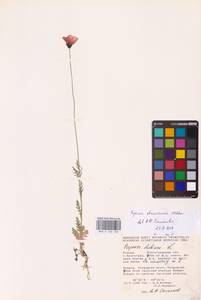 Papaver dubium subsp. stevenianum (Mikheev) Kubát & Šípošová, Eastern Europe, Lower Volga region (E9) (Russia)