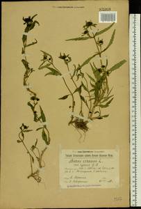 Bidens cernua L., Eastern Europe, Volga-Kama region (E7) (Russia)