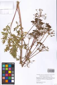 Xanthoselinum alsaticum (L.) Schur, Eastern Europe, Moscow region (E4a) (Russia)