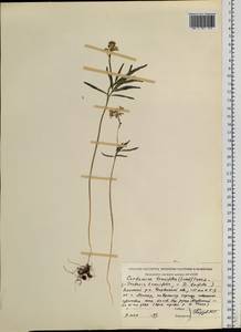 Cardamine tenuifolia Hook., Eastern Europe, Eastern region (E10) (Russia)