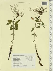 Veronica spicata L., Eastern Europe, Central region (E4) (Russia)