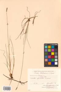 Carex parallela (Laest.) Sommerf., Siberia, Chukotka & Kamchatka (S7) (Russia)